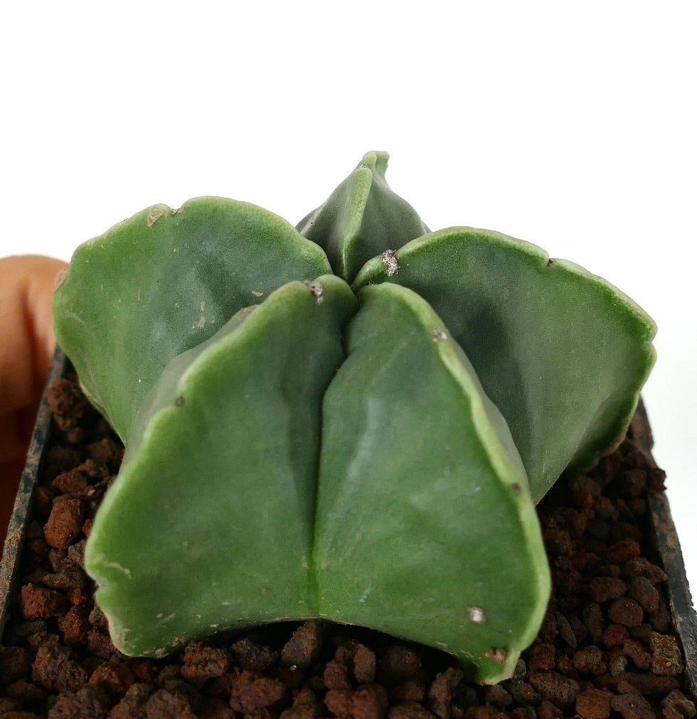 Astrophytum myriostigma var. nudum raro cactus succulento con coste verde lisce a forma di stella