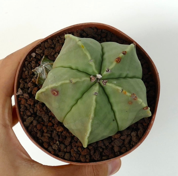 astrophytum myriostigma kaufen Astrophytum myriostigma var. nudum | Botanical Archive