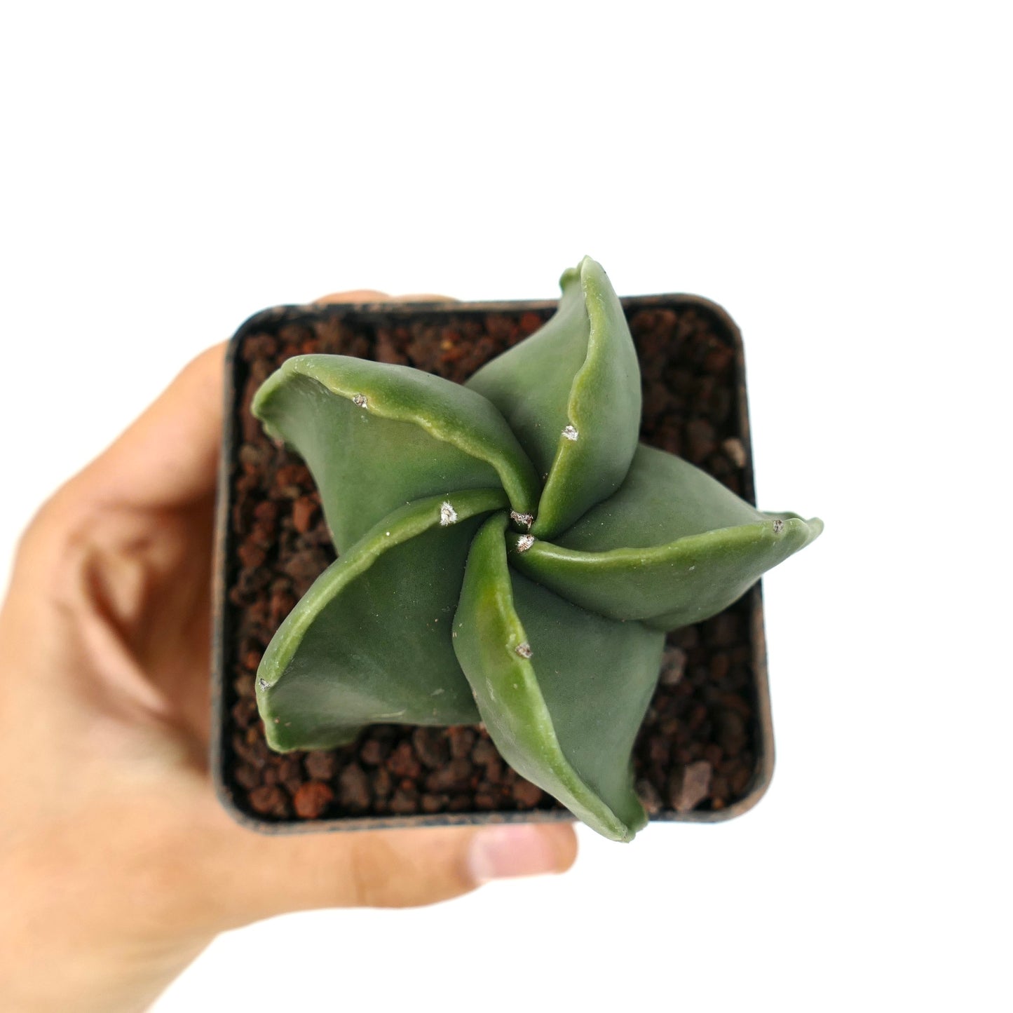 Astrophytum myriostigma var. nudum cactus succulento con corpo liscio a forma di stella verde in vaso