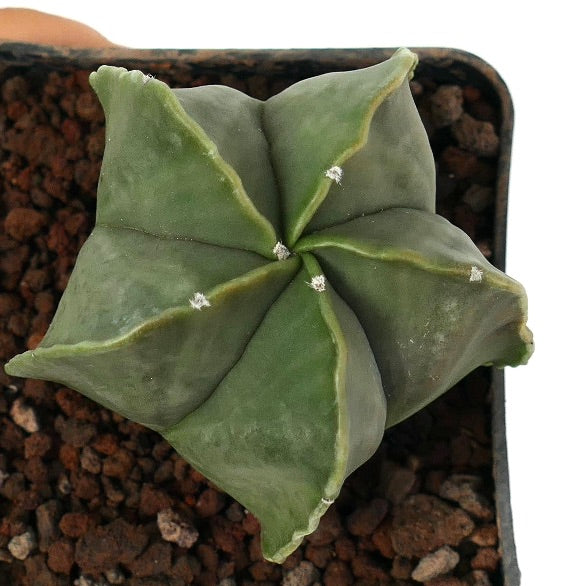 Astrophytum myriostigma var. nudum raro cactus succulento a forma di stella con coste verdi lisce e areole bianche