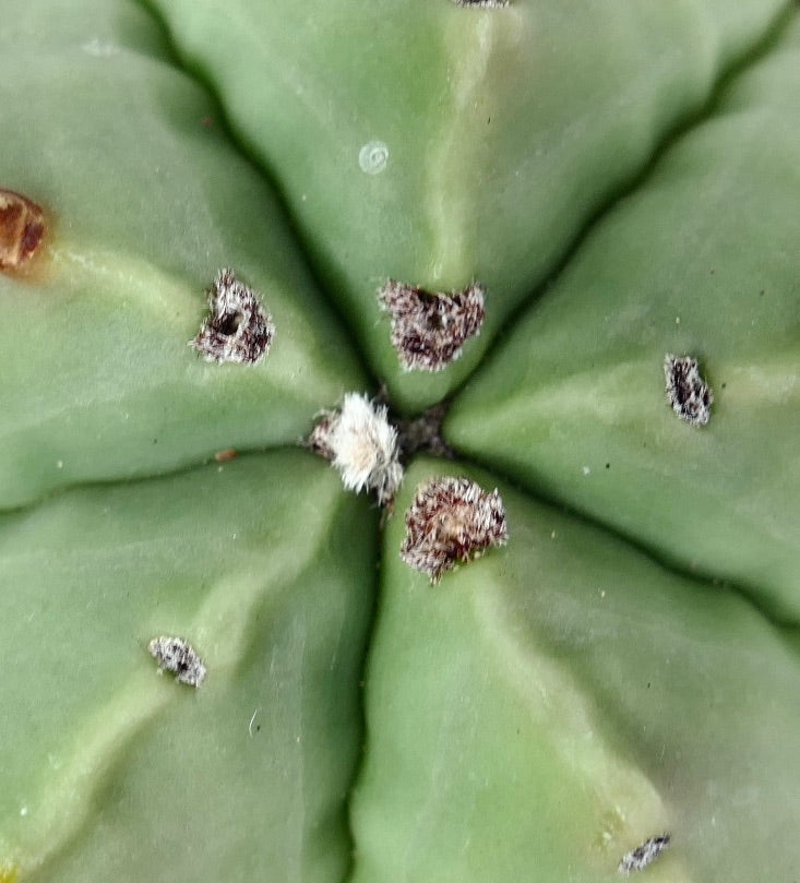 Astrophytum myriostigma var. nudum cactus succulento con costole verdi lisce e piccole areole lanose