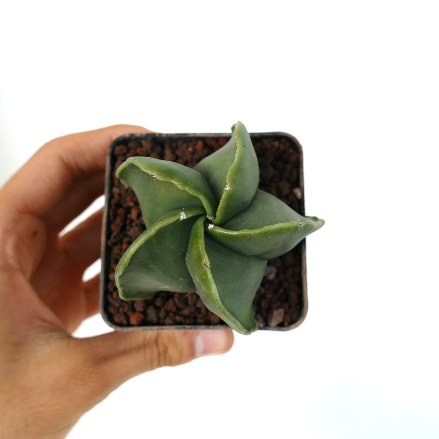 Astrophytum myriostigma var. nudum raro cactus succulento verde a forma di stella senza spine in vaso