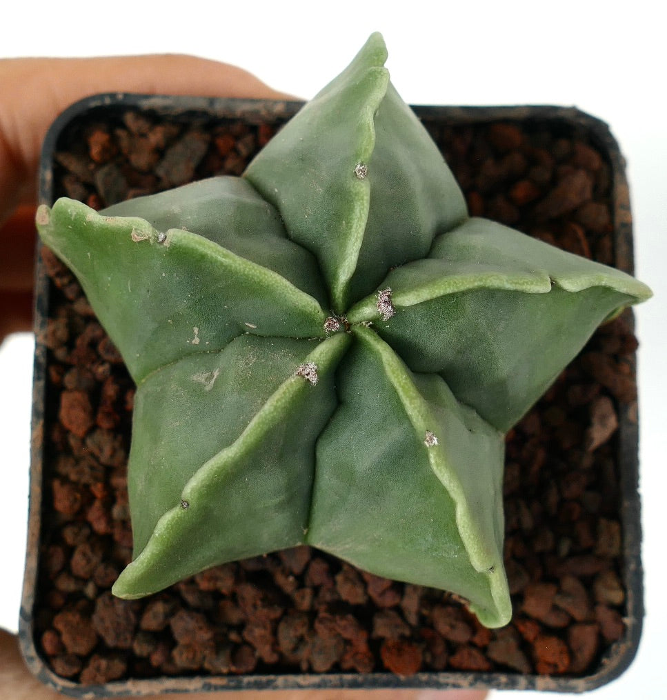 Cactus succulento verde a forma di stella Astrophytum myriostigma var. nudum con costole dalla texture liscia