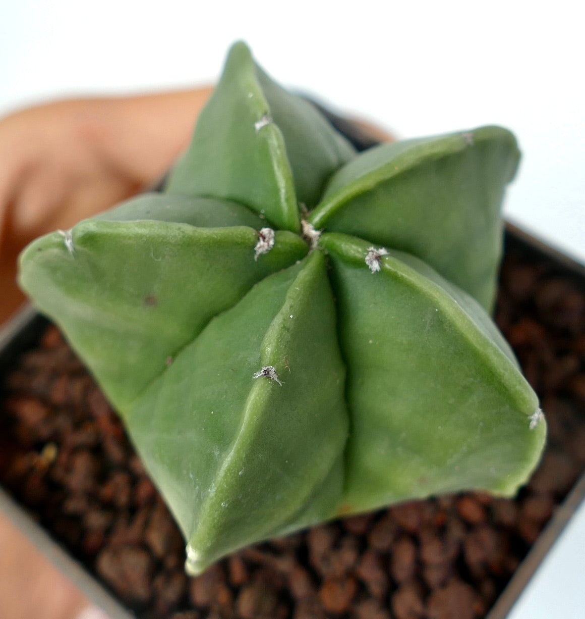 아스트로피텀 마이리오스티그마 바 아눔 다육질 선인장으로 부드러운 녹색 별 모양의 능선과 작은 겨드랑이가 특징입니다