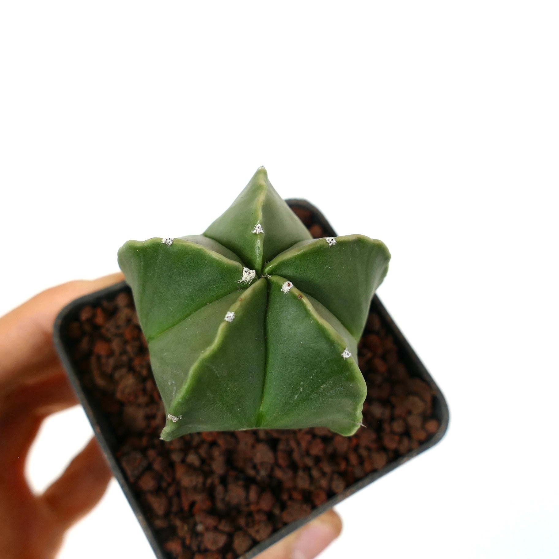 Astrophytum myriostigma var. nudum grønn stjerneformet, taggløs sukkulent kaktus i potte