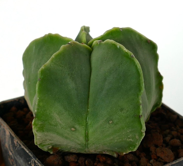 Astrophytum myriostigma var. nudum rare spineless succulent cactus with smooth green ribs