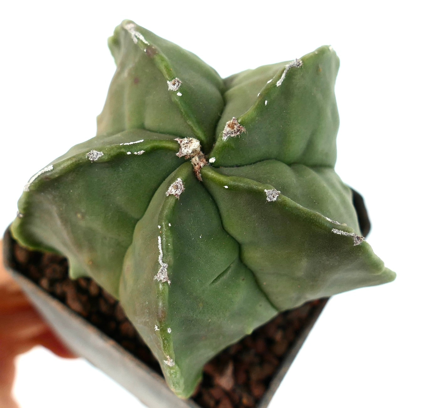 Astrophytum myriostigma var. nudum, cactus succulento con coste lisce verdi a forma di stella e areole lanose