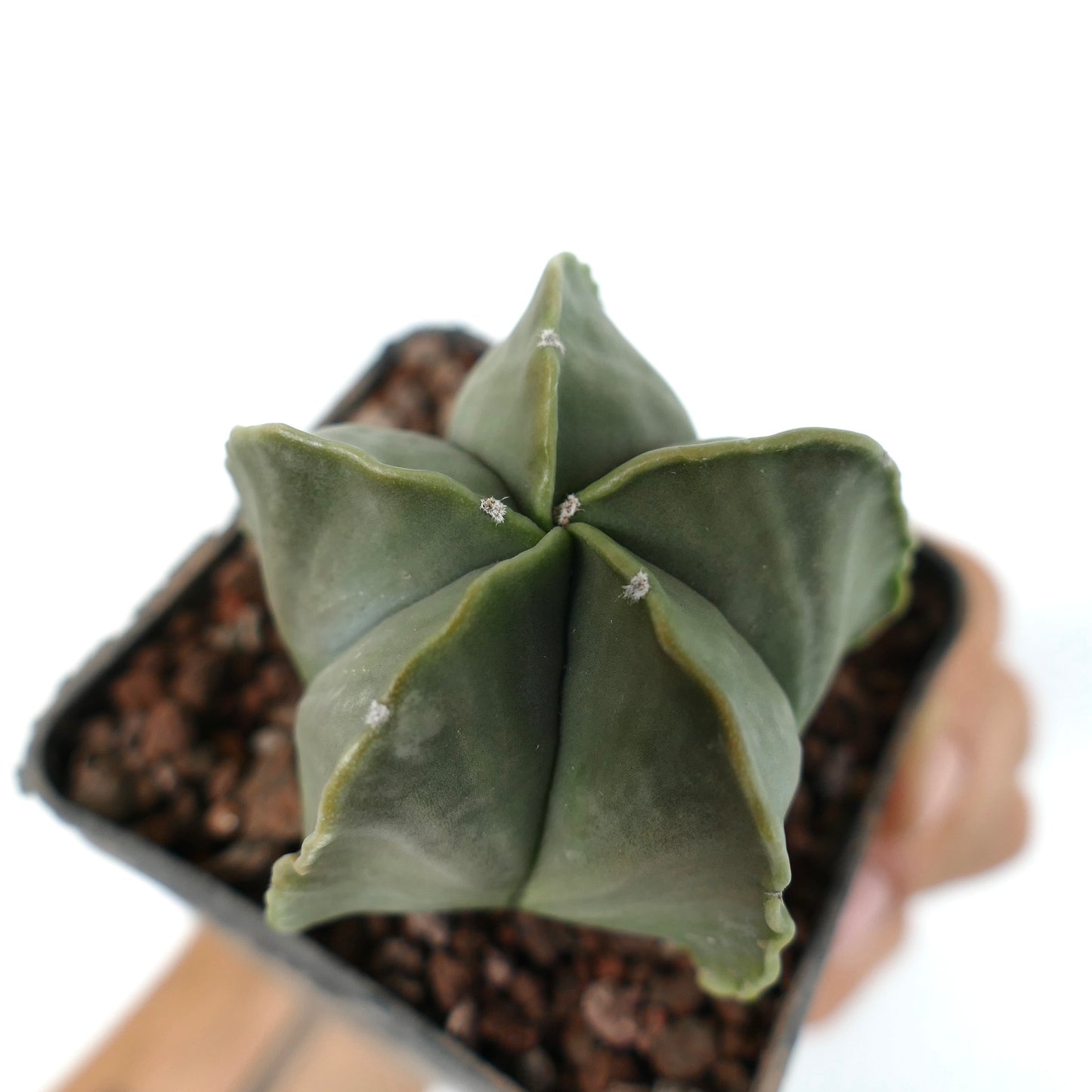 Astrophytum myriostigma var. nudum raro cactus succulento a forma di stella con costole verdi lisce