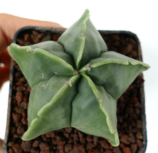 Astrophytum myriostigma var. nudum