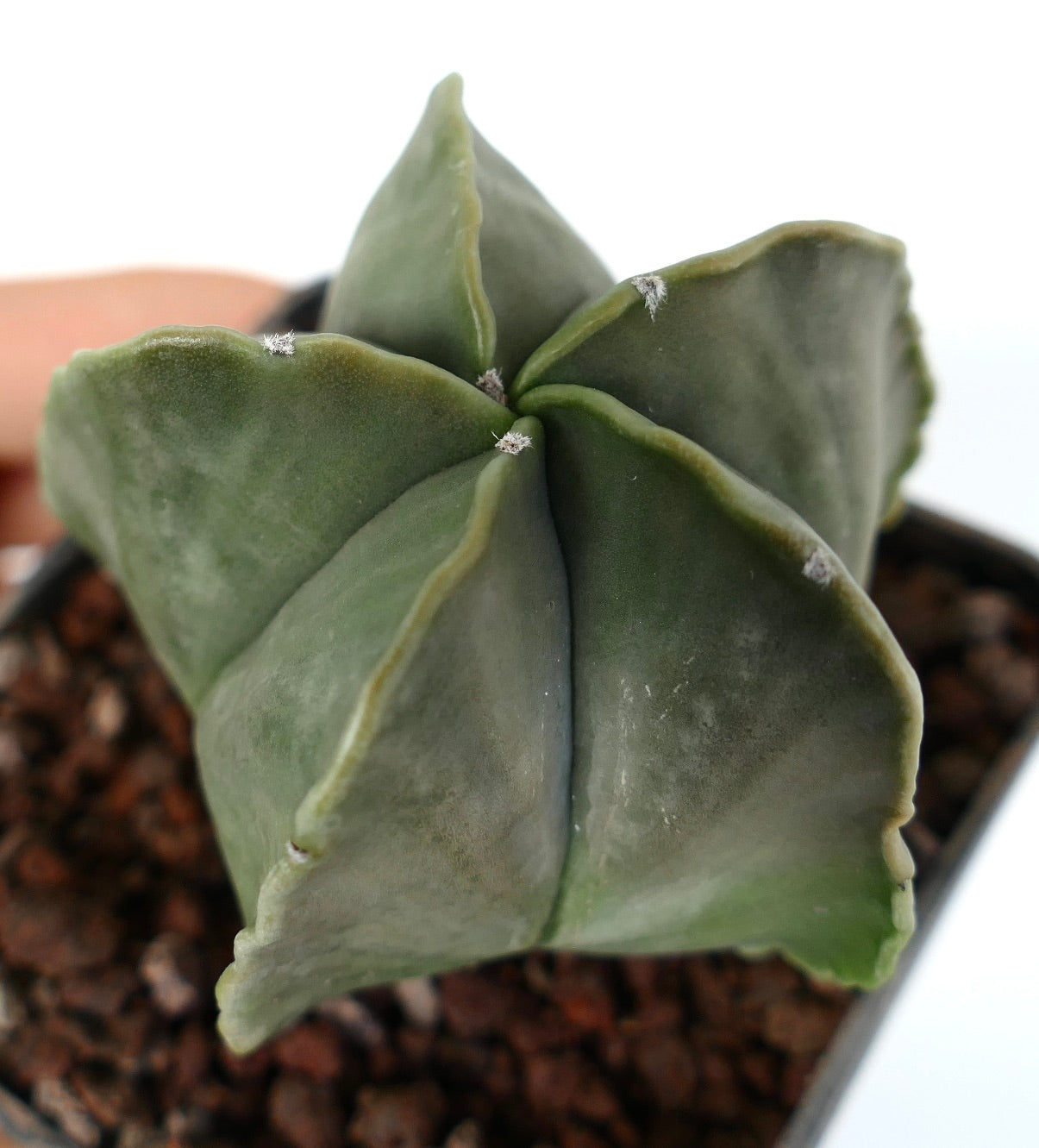 Astrophytum myriostigma var. nudum cactus succulento con costole lisce verdi a forma di stella e piccoli ciuffi bianchi