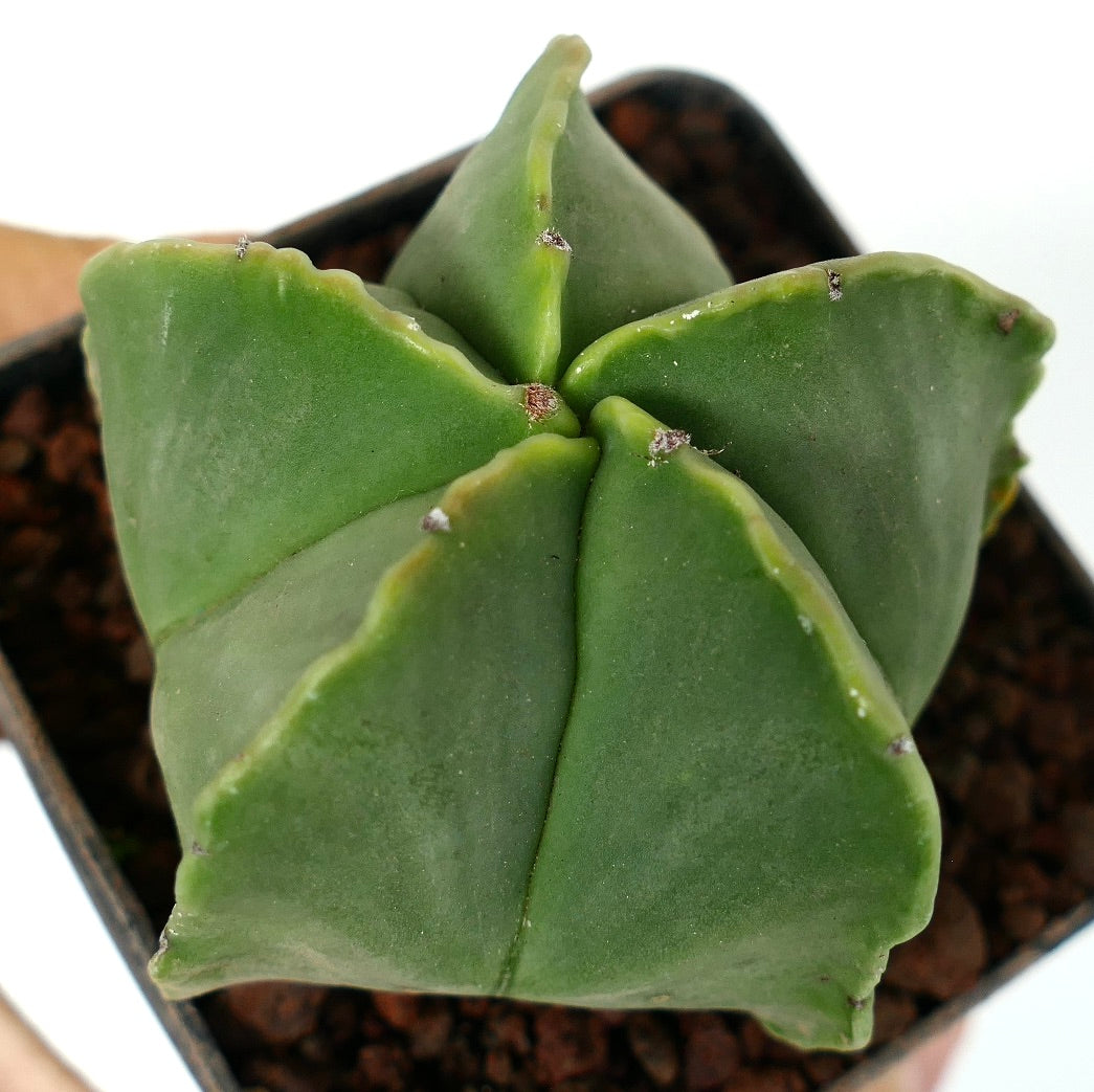 Astrophytum myriostigma var. nudum green star-shaped succulent cactus with smooth edges