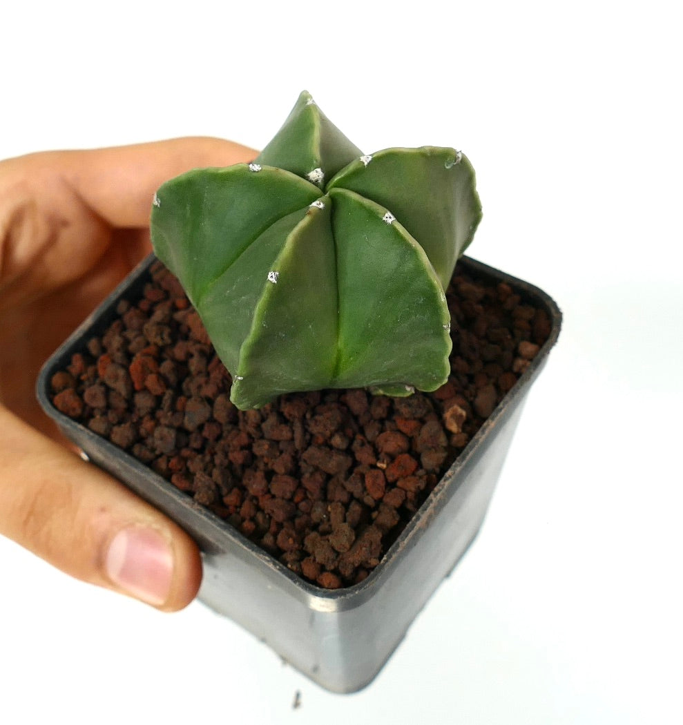 Astrophytum myriostigma var. nudum liten grønn stjerneformet saftig kaktus i potte