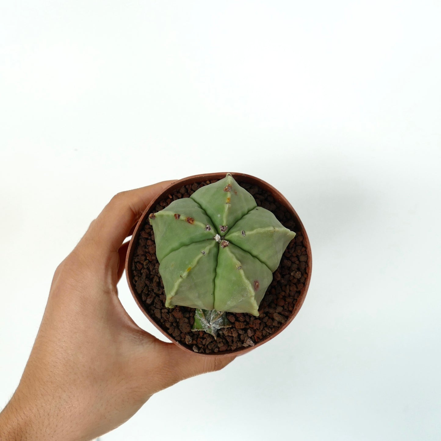 Astrophytum myriostigma var. nudum raro cactus succulento con corpo verde liscio a forma di stella