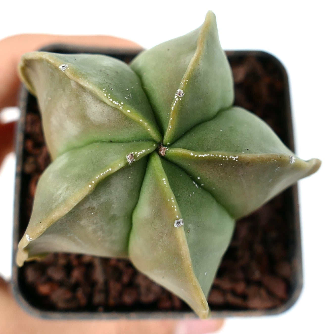 Astrophytum myriostigma var. nudum raro cactus succulento senza spine a forma di stella in vaso