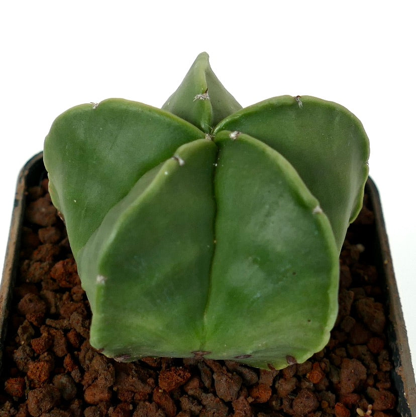 애스트로피툼 미리오스티그마 바르. 누둠 매끄러운 초록 별 모양 선인장 다육 식물 표본