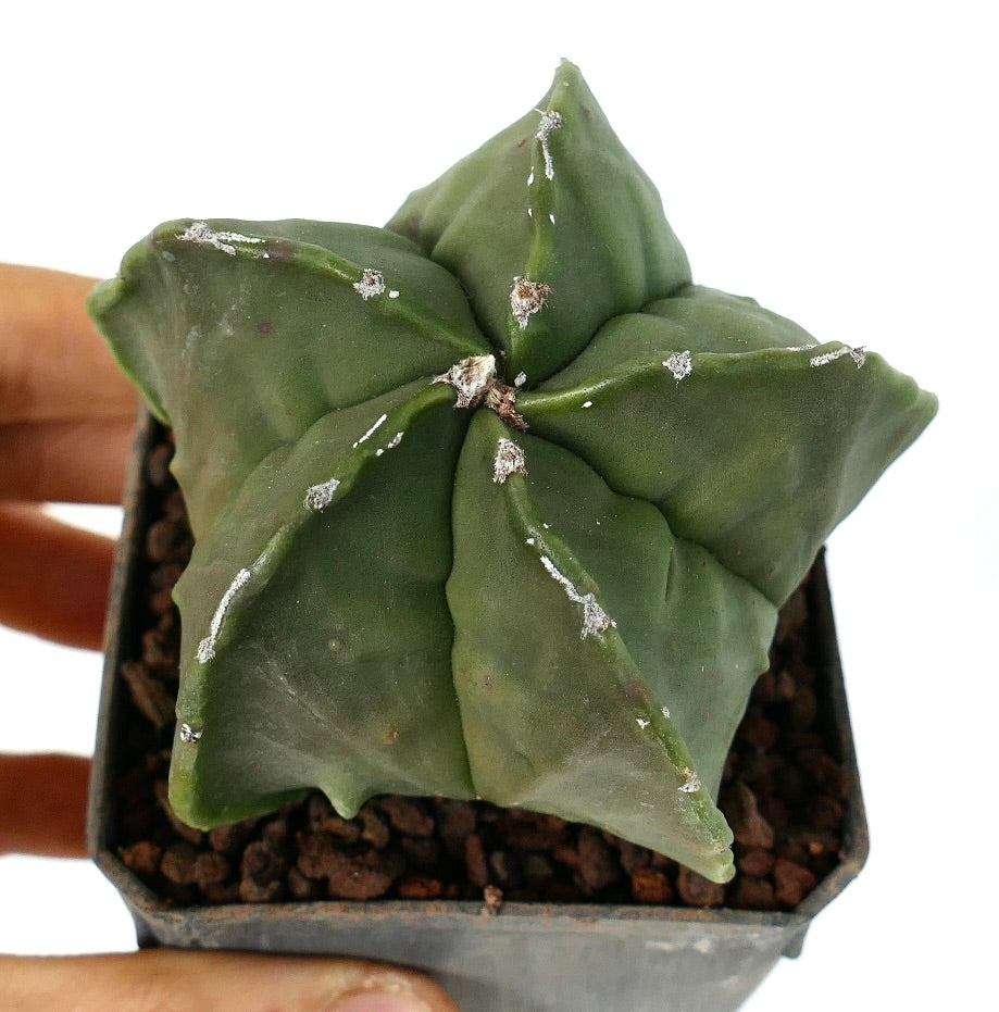 Astrophytum myriostigma var. nudum cactus succulento con corpo verde liscio a forma di stella e macchie bianche