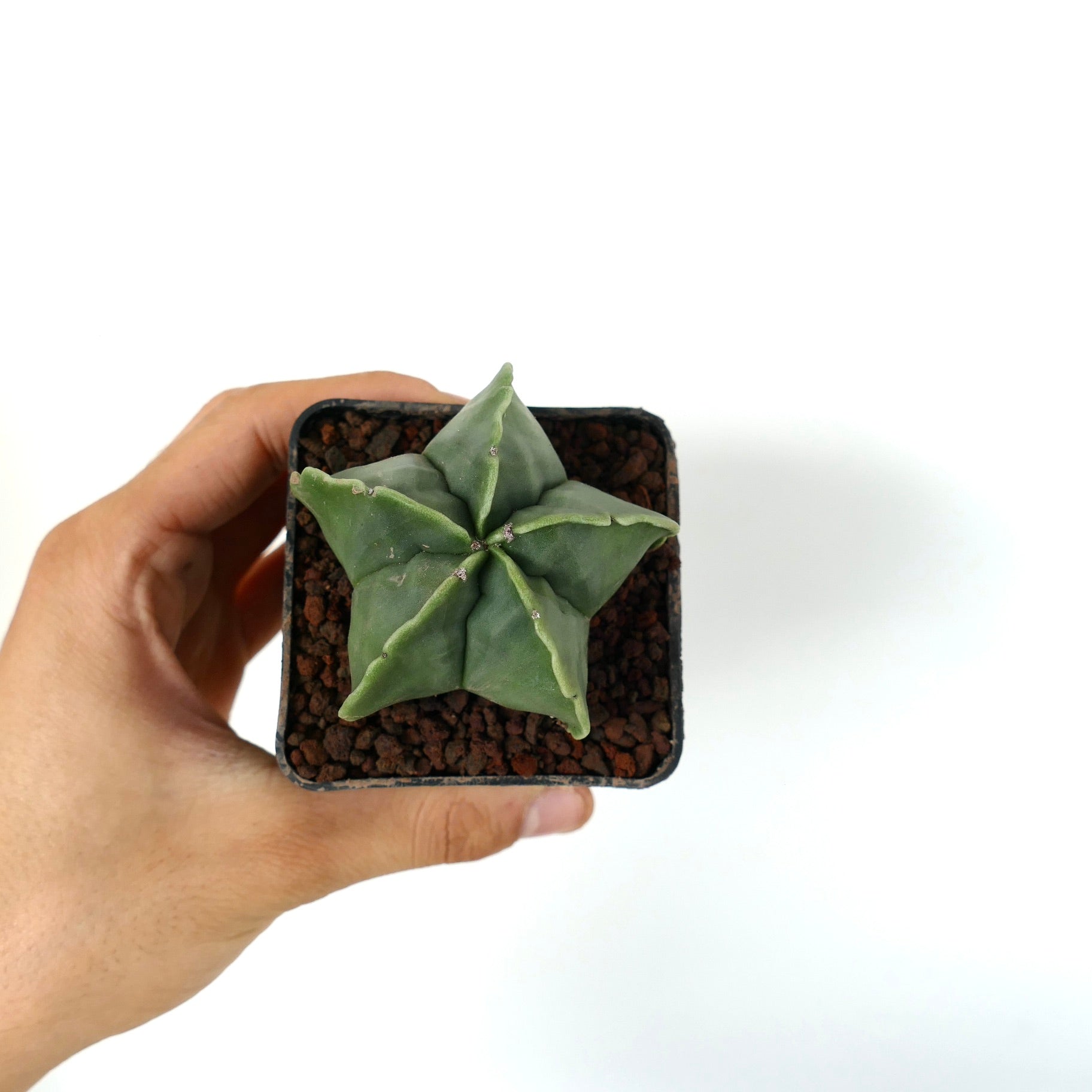 Astrophytum myriostigma var. nudum cactus succulento con corpo verde a forma di stella e texture liscia