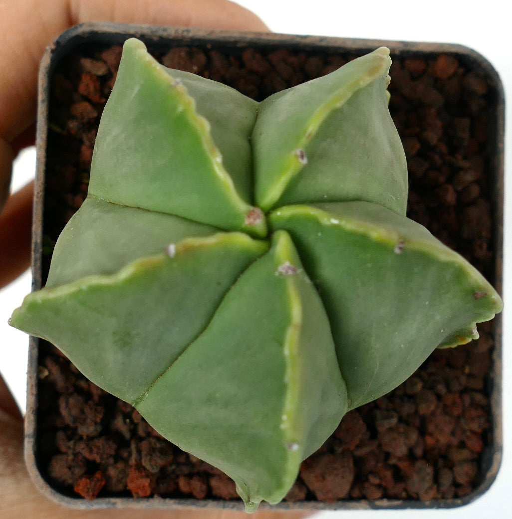 Astrophytum myriostigma var. nudum succulent cactus with smooth green star-shaped ribs and no spines