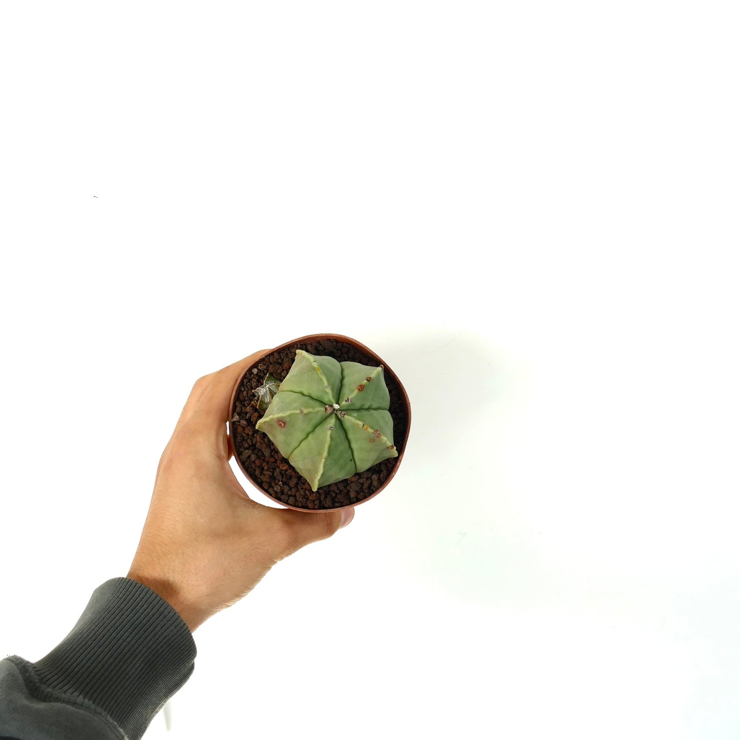 Astrophytum myriostigma var. nudum cactus succulento con corpo verde a forma di stella e piccole macchie marroni