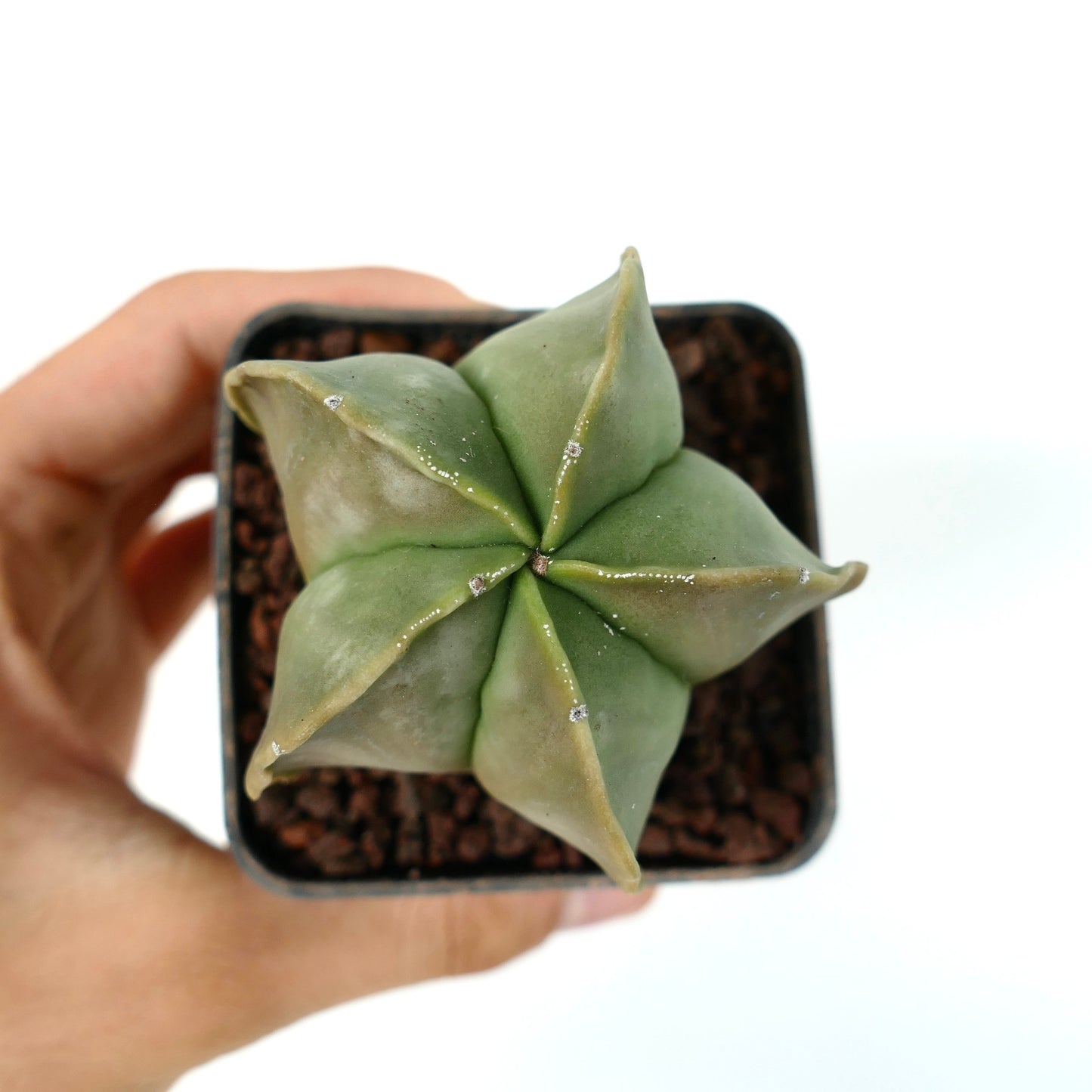 Astrophytum myriostigma var. nudum succulenta cactus con corpo verde liscio a forma di stella e piccoli puntini bianchi