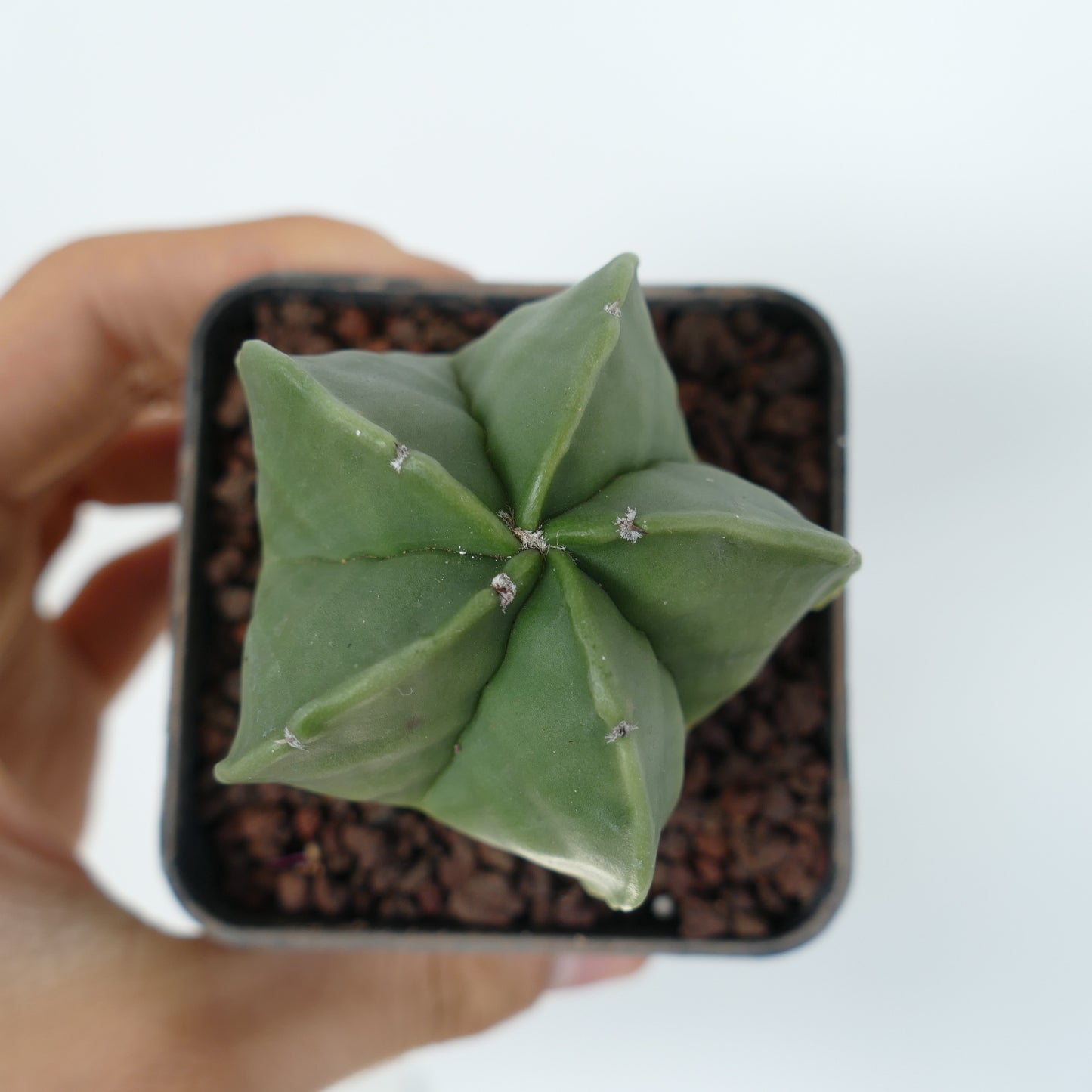 아스트로피텀 미리오스티그마 바르. 누둠 매끈한 초록 별 모양 다육 선인장 화분 세트