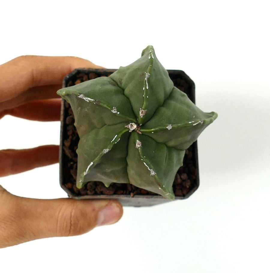 Astrophytum myriostigma var. nudum succulenta cactus con corpo verde a forma di stella e texture liscia