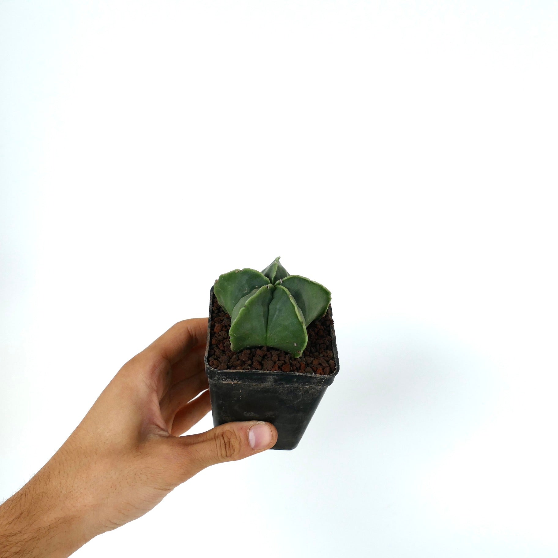 Astrophytum myriostigma var. nudum piccolo cactus verde a forma di stella senza spine in vaso nero