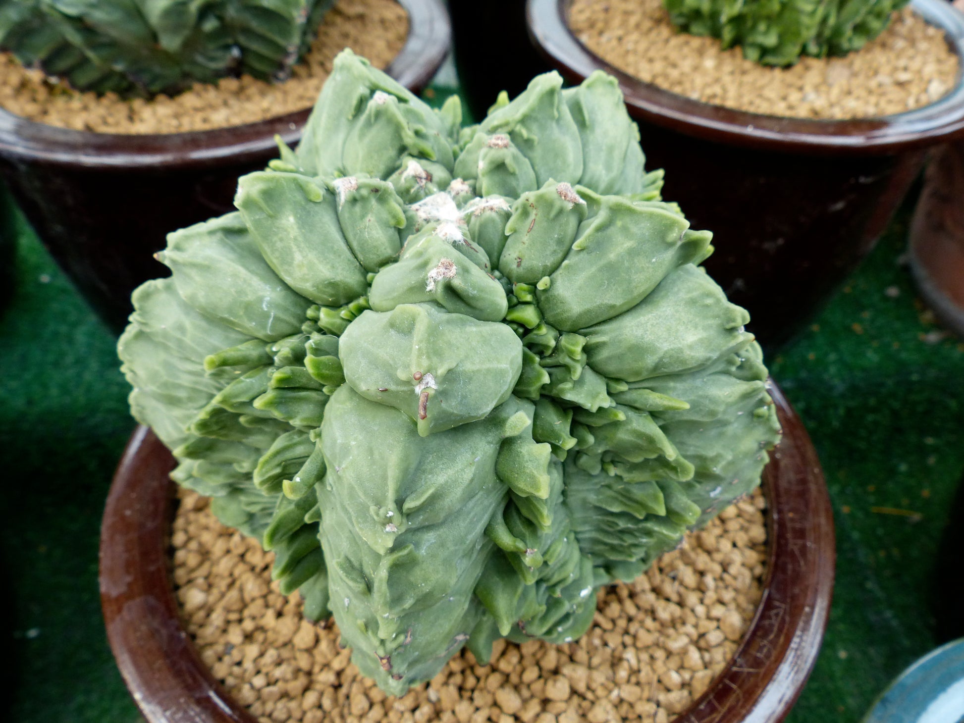 Astrophytum myriostigma var. nudum cv FUKURYU vetplant cactus met gekroonde, geribbelde groene stengels in pot