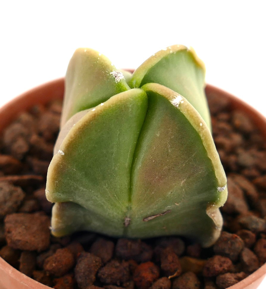 Astrophytum myriostigma var. nudum quadricostatum succulent cactus with smooth green four-ribbed body