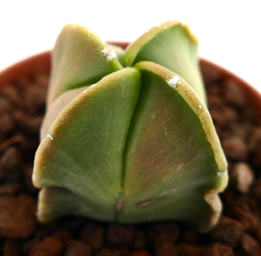 Astrophytum myriostigma var. nudum quadricostatum succulent cactus with smooth green star-shaped ribs