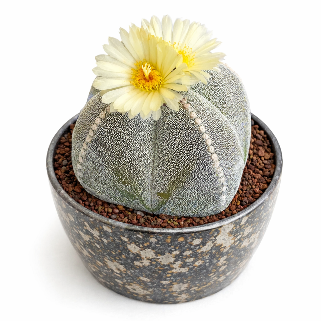 Astrophytum myriostigma SEEDS