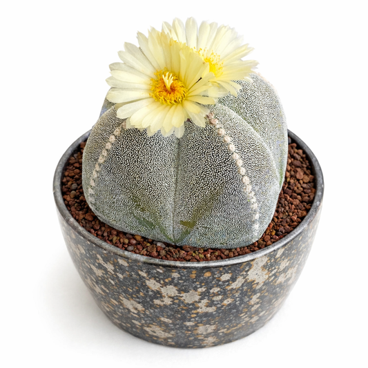 Astrophytum myriostigma var. quadricostatum SEEDS