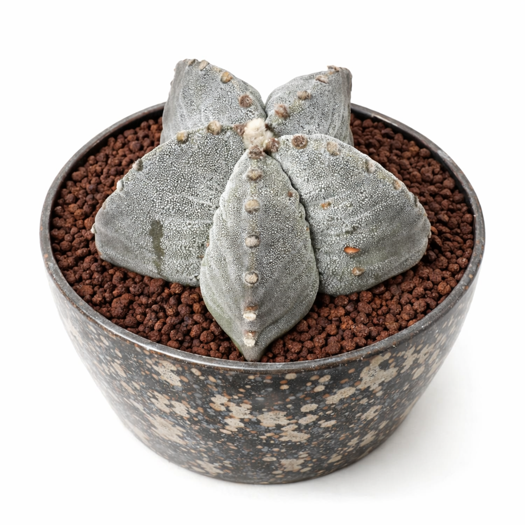 Astrophytum myriostigma var. strongylogonum SEEDS