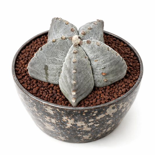 Astrophytum myriostigma var. strongylogonum SEEDS