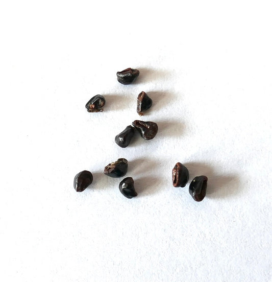 Astrophytum myriostigma var. strongylogonum SEEDS