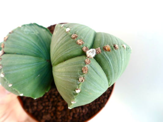 Astrophytum myriostigma var. tricostatum SEEDS