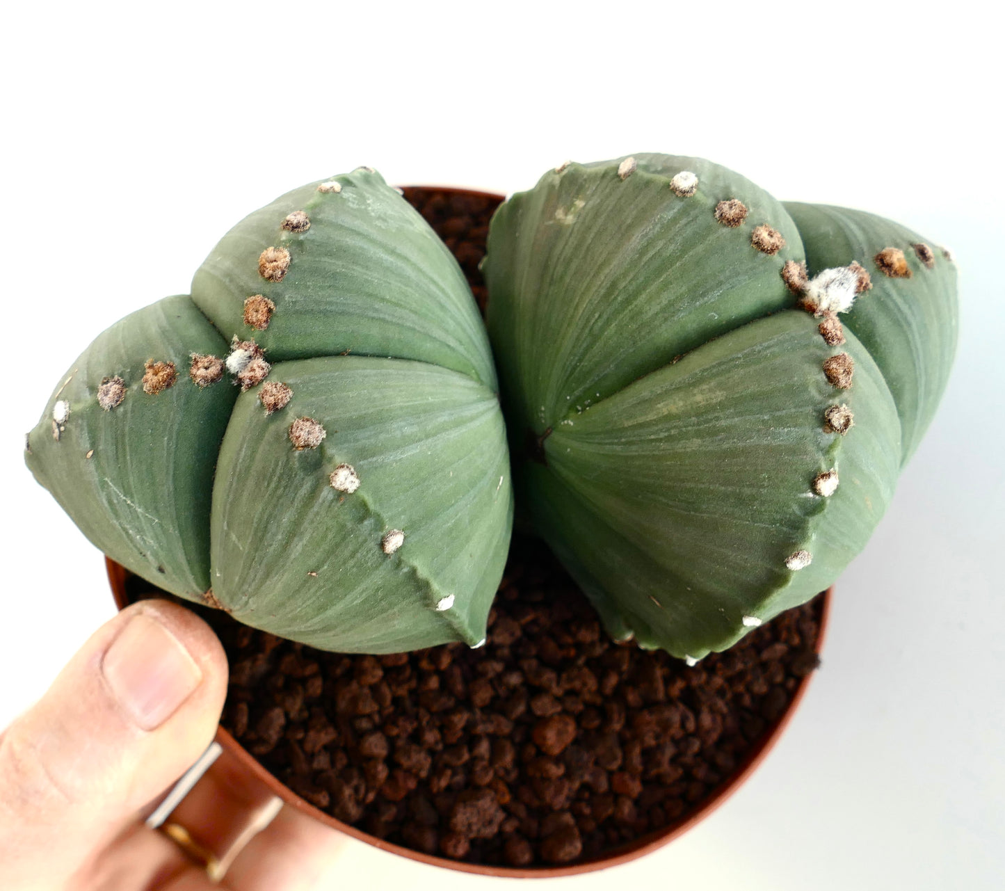 Astrophytum myriostigma var. tricostatum SEEDS