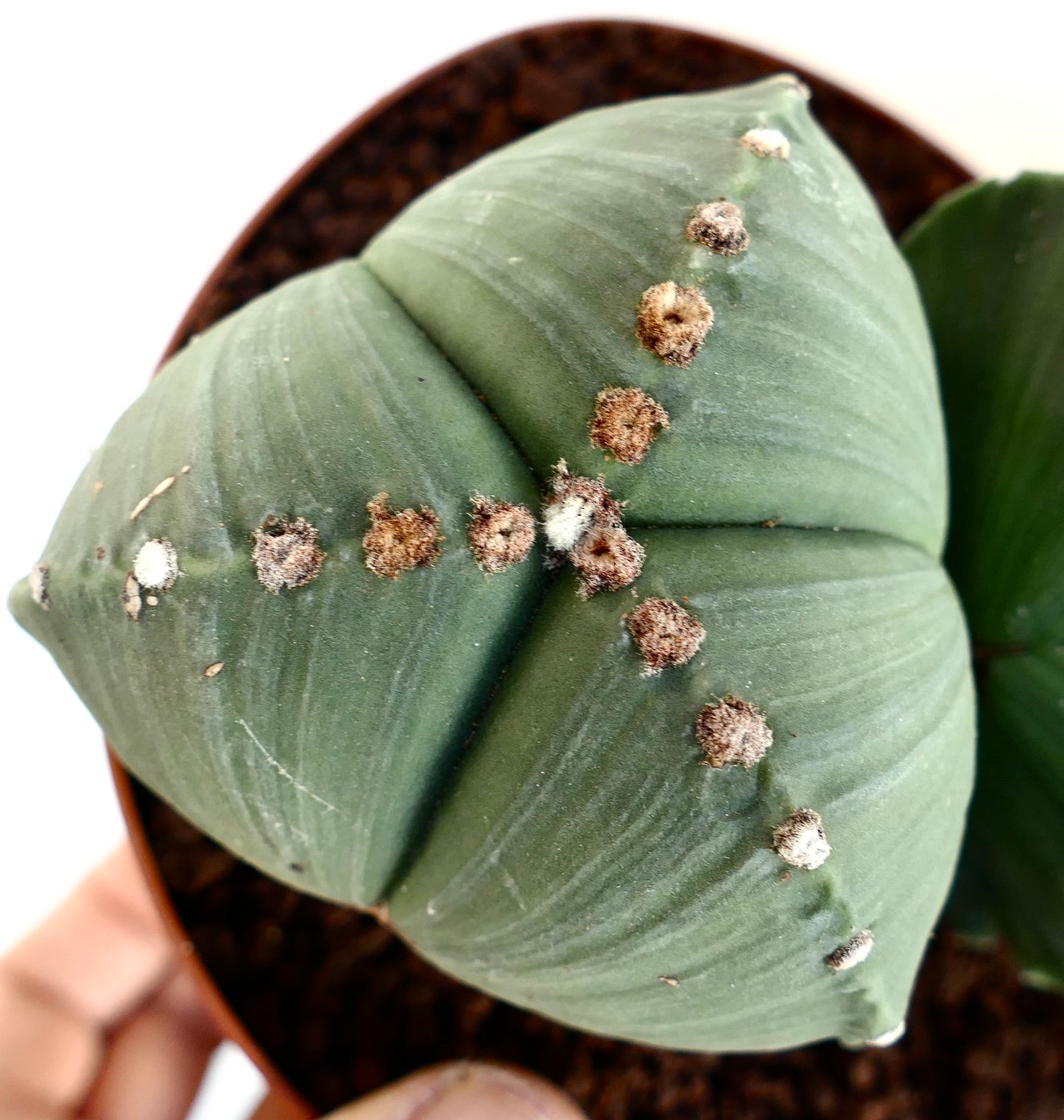 Astrophytum myriostigma var. tricostatum SEEDS