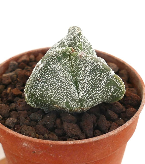 Astrophytum myriostigma var TRICOSTATUM rare succulent cactus with triangular shape and white speckles