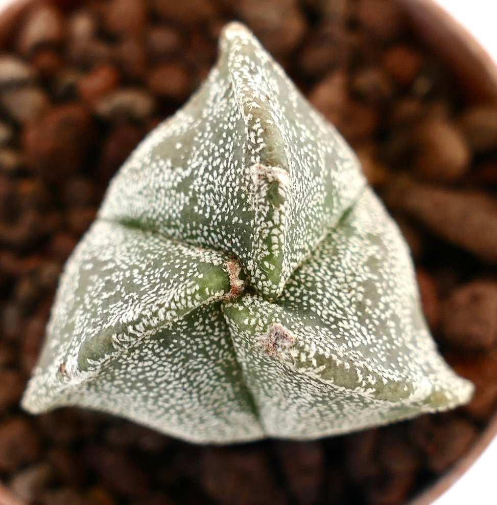Astrophytum myriostigma var TRICOSTATUM rare succulent cactus with triangular ribbed shape and white speckled texture