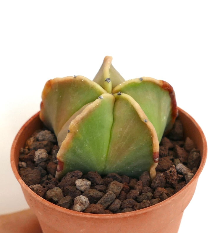 Astrophytum myriostigma var nudum succulent cactus with smooth green ribs and brown edges in pot