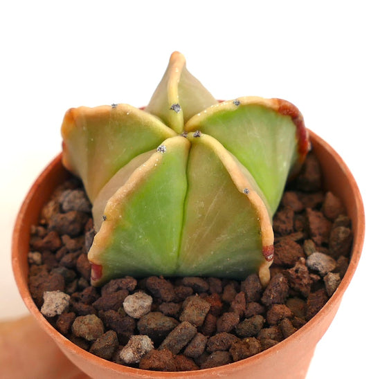 Astrophytum myriostigma var nudum suculento cactus con costillas verdes gruesas en forma de estrella y textura suave