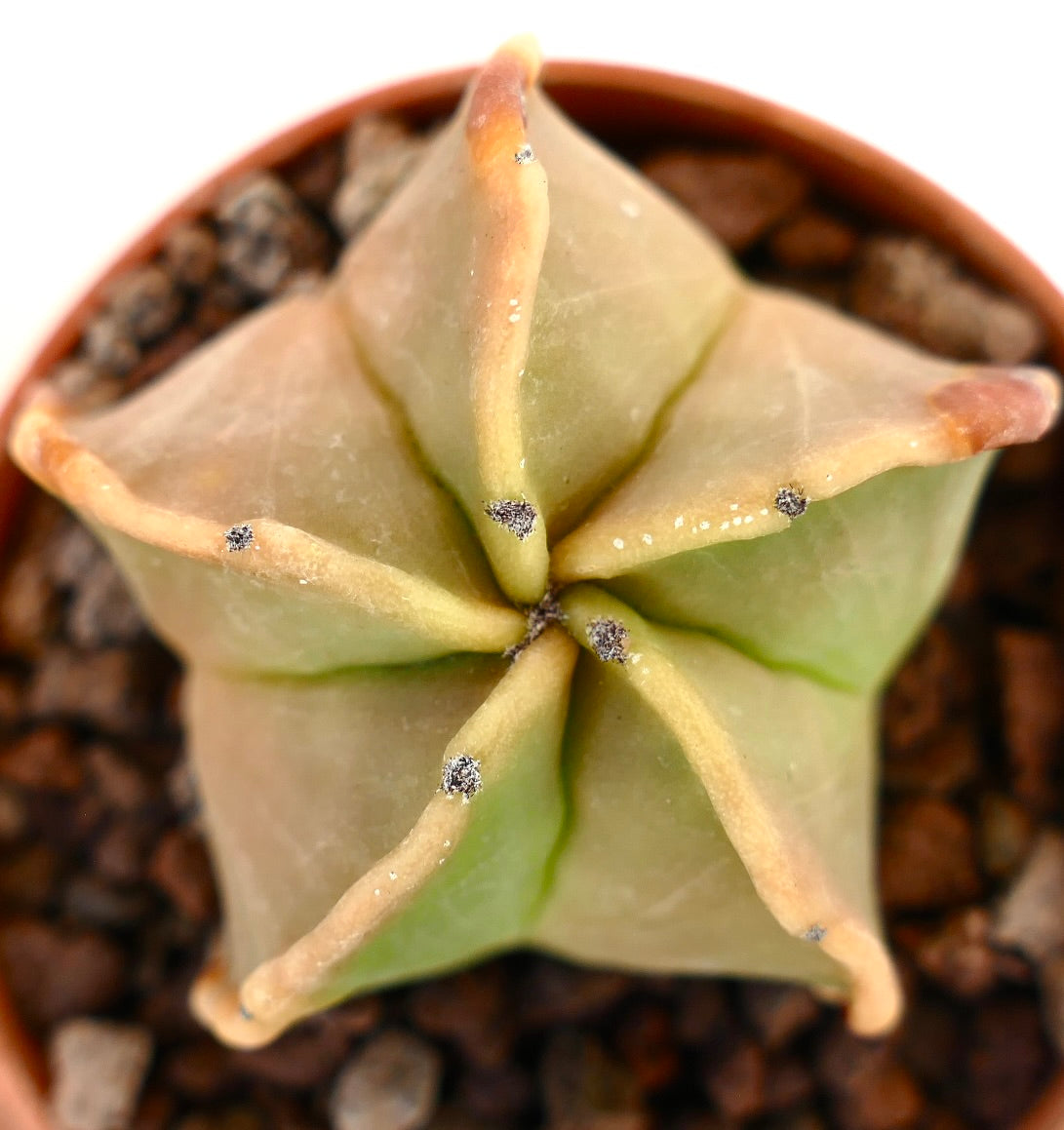 Astrophytum myriostigma var nudum succulent cactus with smooth star-shaped pale green body and small areoles