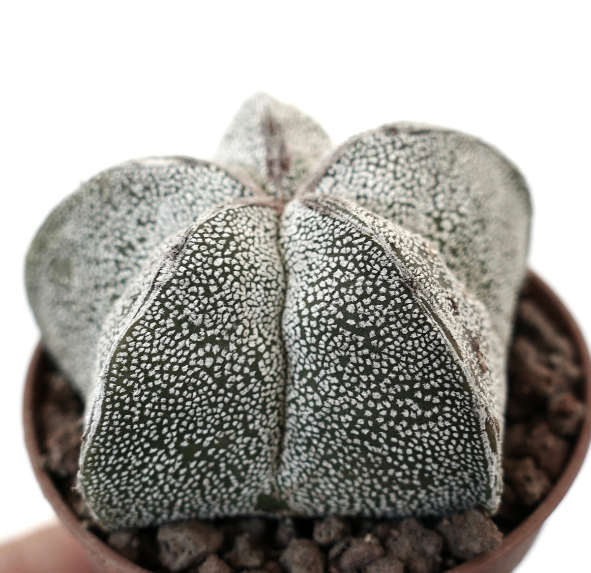 Astrophytum myriostigma succulento cactus con motivo bianco maculato denso e coste arrotondate in vaso