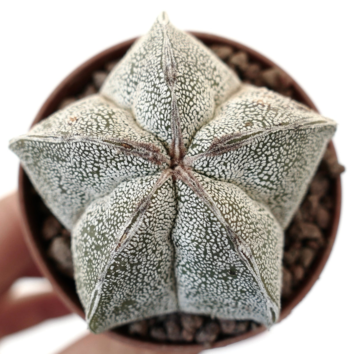 Astrophytum myriostigma, cactus succulento con corpo a forma di stella e motivo maculato bianco