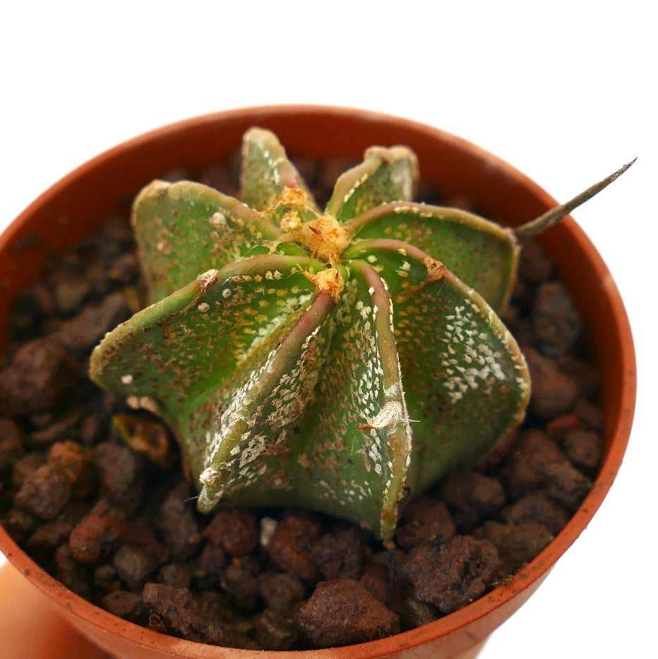 アストロフィツム・ミリオスティグマ × カプリコルヌ 希少なハイブリッドサボテン、質感のある緑色の星形の胴体ととげ付き