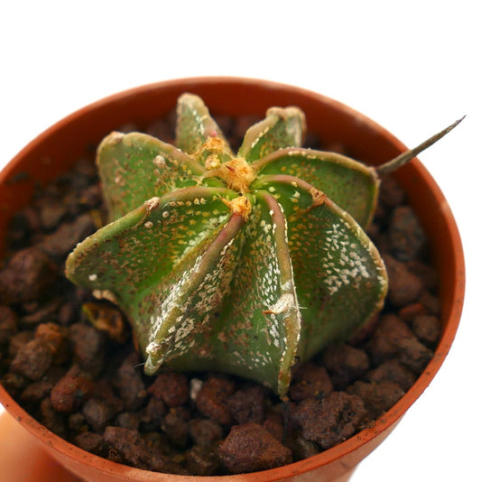 Astrophytum myriostigma x capricorne rare hybrid cactus with textured green star-shaped body and spines