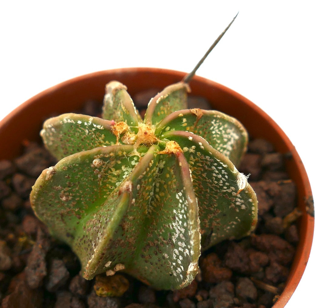 アストロフィツム・ミリオスティグマ x カプリコルヌ 珍しい星形の肋と小さな白い斑点があるサボテン