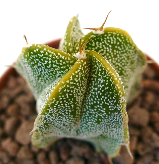Astrophytum myriostigma x ornatum succulent cactus with yellow-edged ribs and white speckles