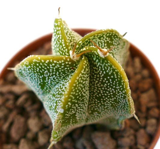 Astrophytum myriostigma x ornatum succulent cactus with star-shaped body and white speckles